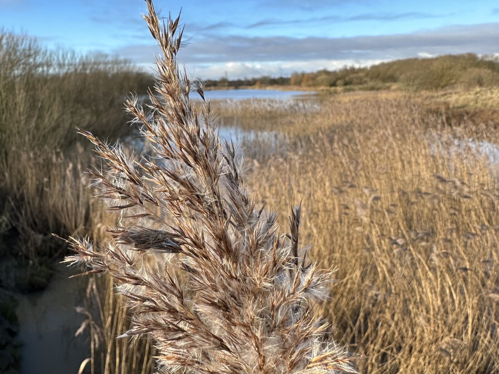 Cleethorpes Country Park