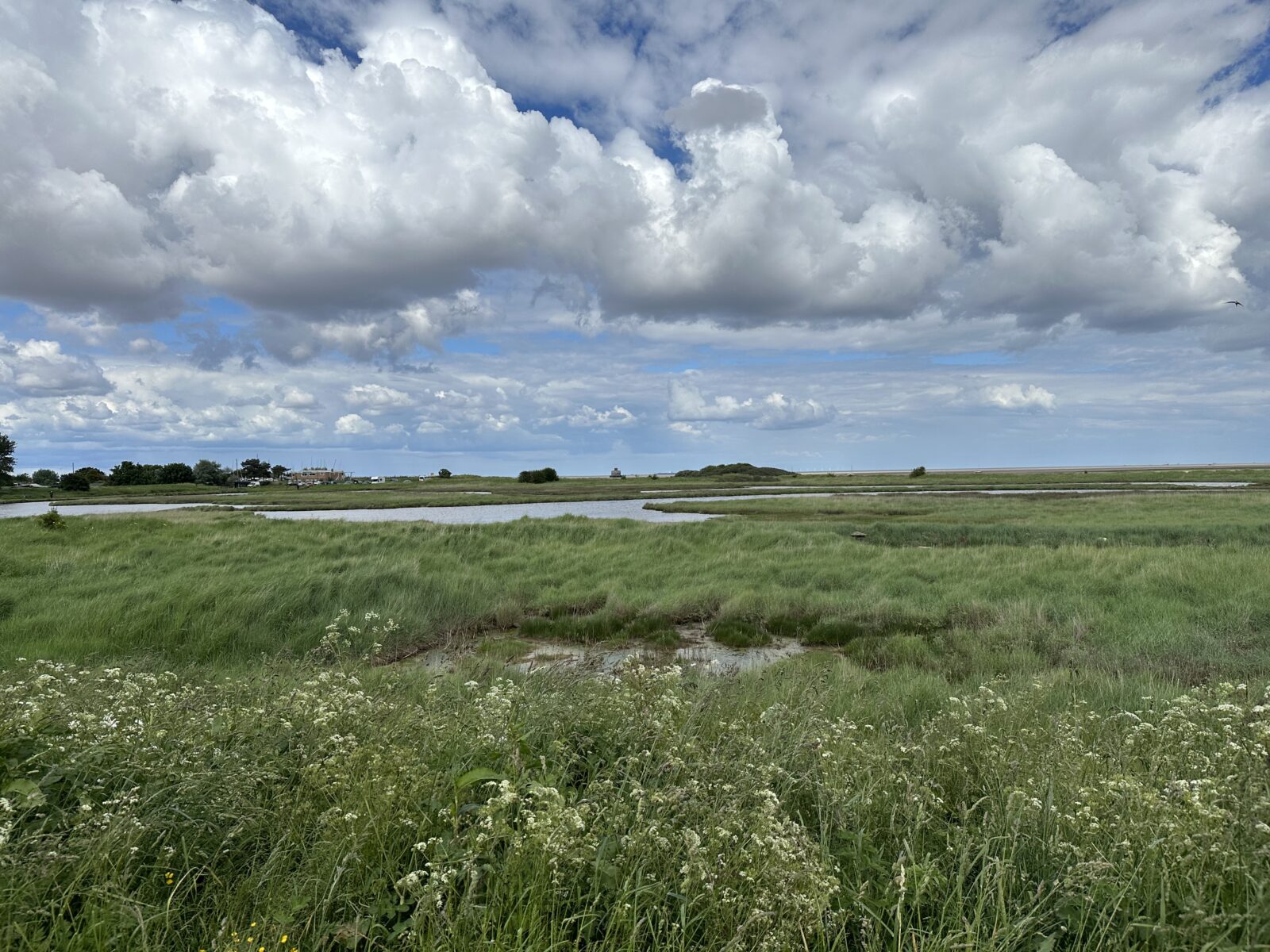 Tetney Marshes