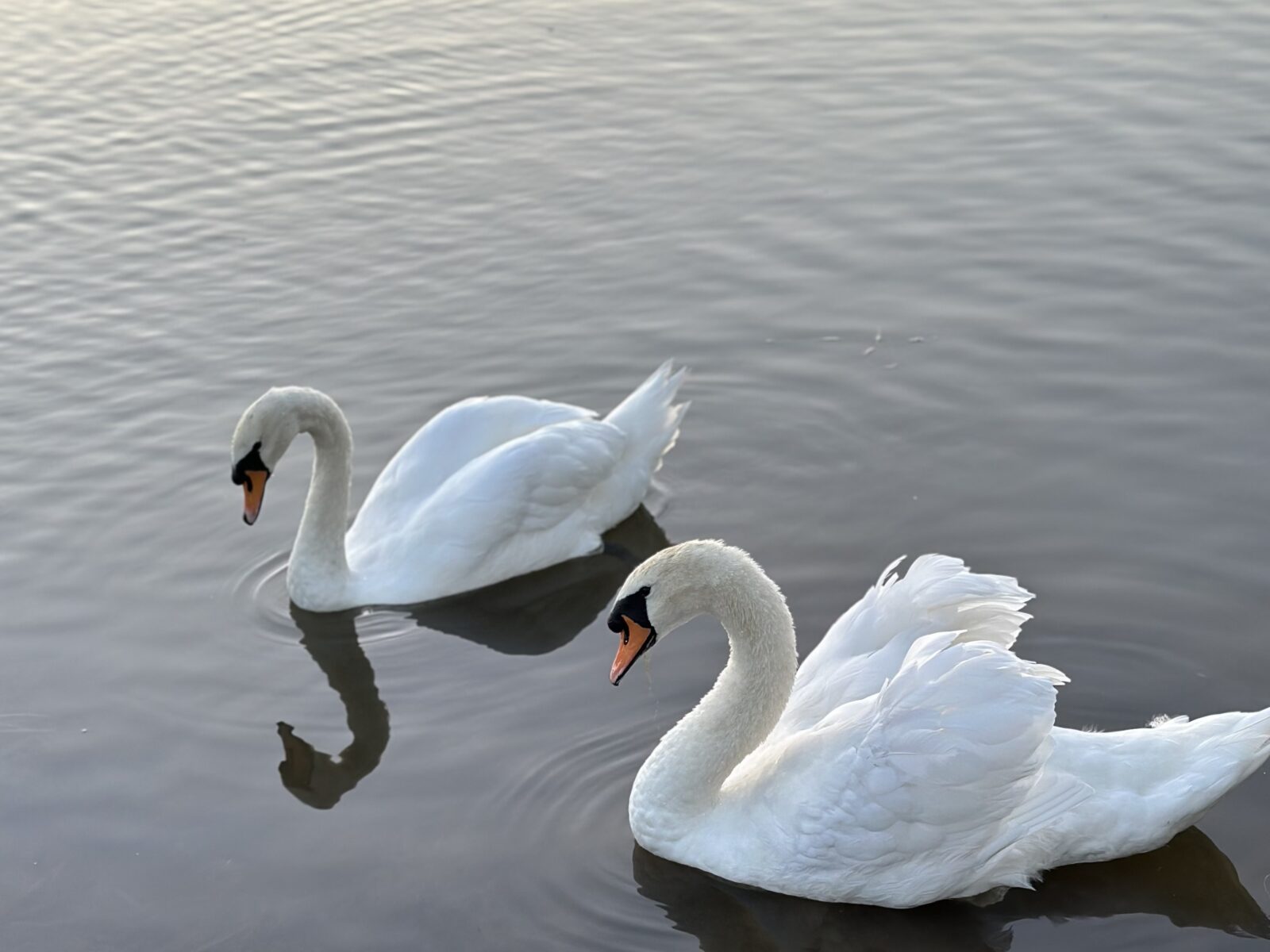 Cleethorpes Country Park