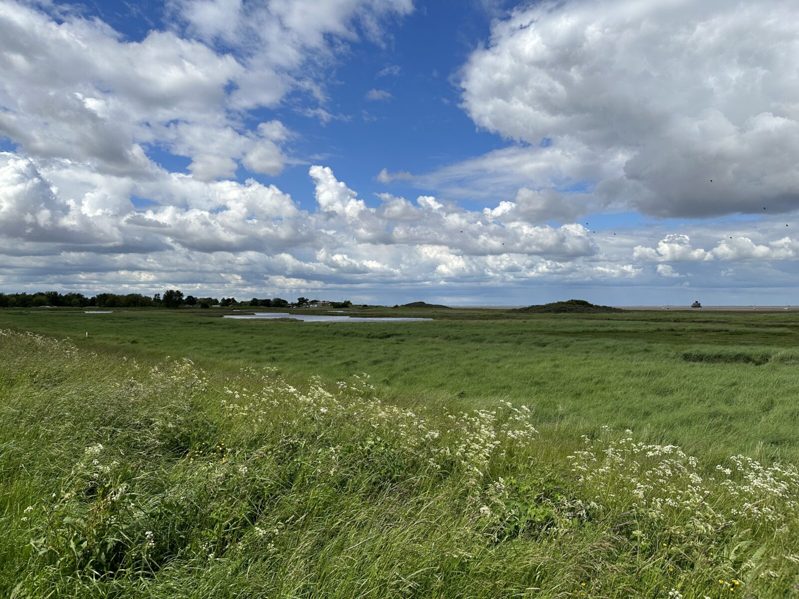 Tetney Marshes