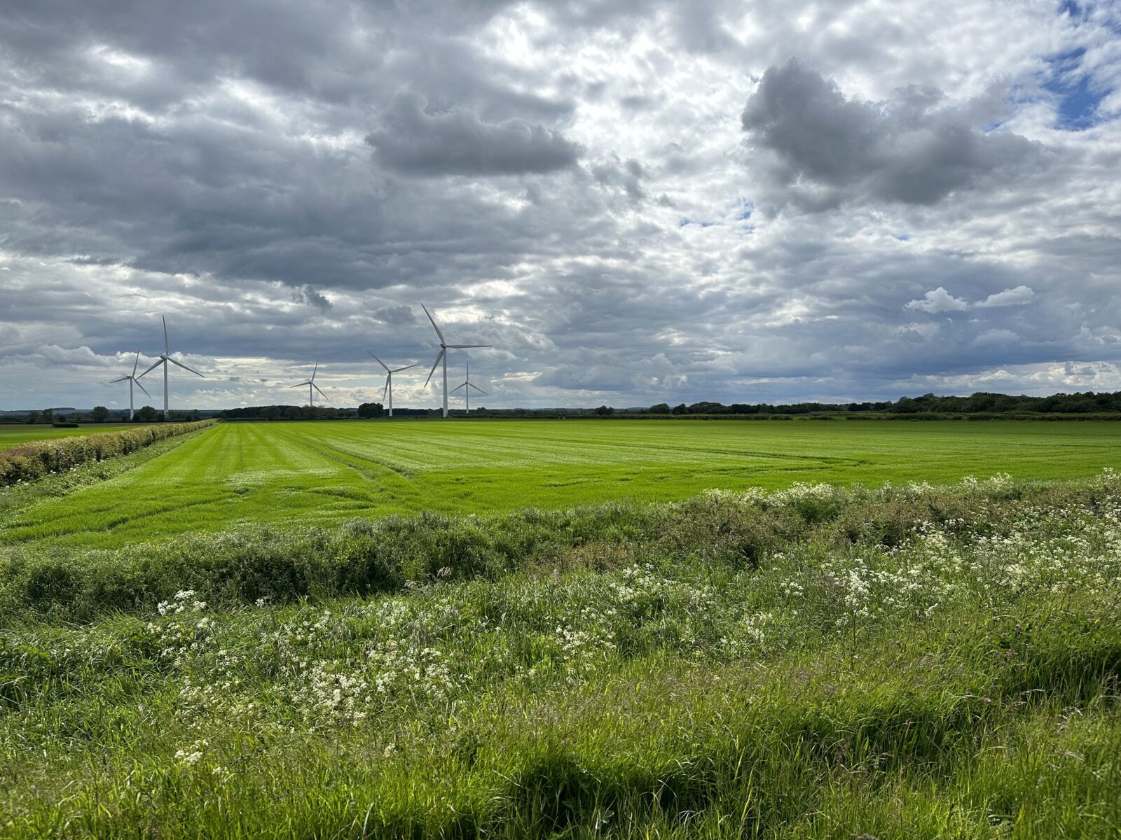 Tetney Marshes